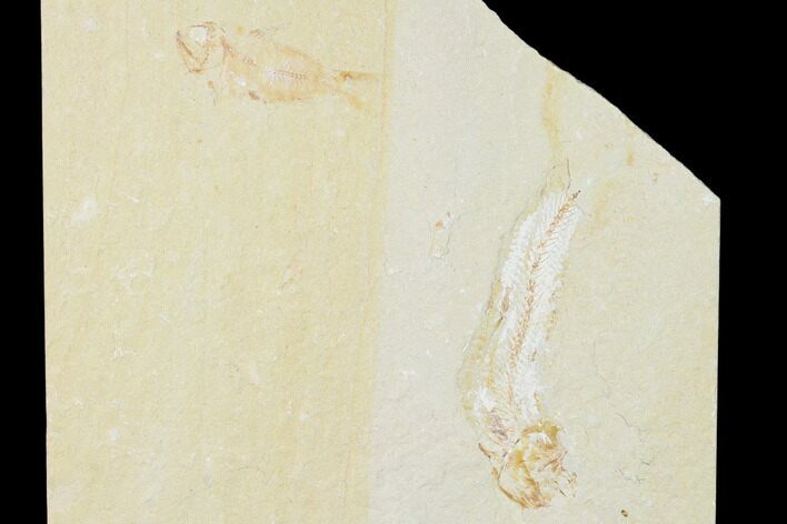 Two Cretaceous Fossil Fishes (Gaudryella) - Lebanon